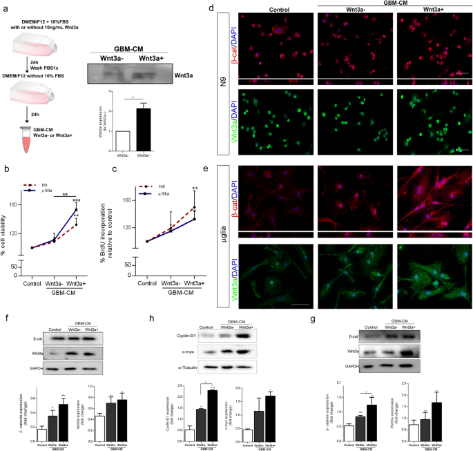 Gbm Derived Wnt3a Induces M2 Like Phenotype In Microglial Cells Through Wnt B Catenin Signaling Springerlink