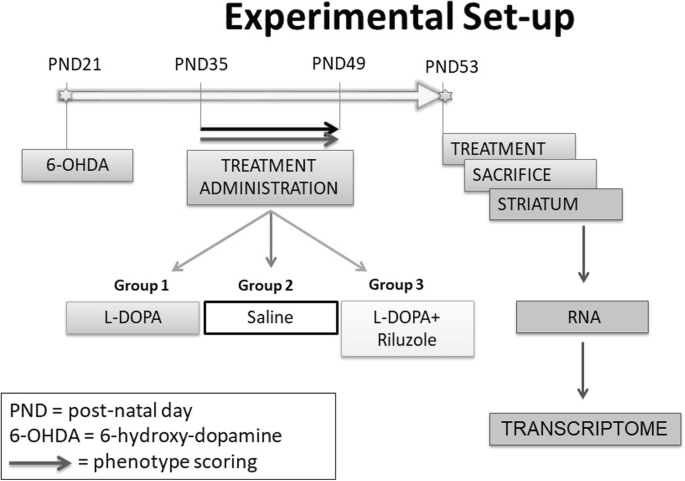 Riluzole Attenuates L Dopa Induced Abnormal Involuntary Movements Through Decreasing Creb1 Activity Insights From A Rat Model Springerlink