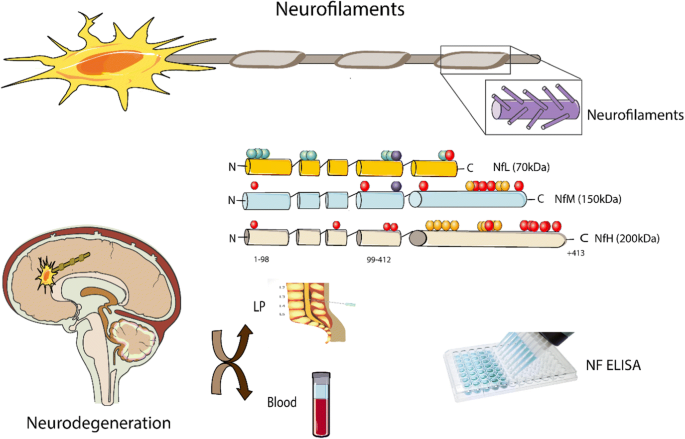 перспективы использования стволовых клеток. Sclerosis игра. Stem cell therapy инструкция. фракталкин. рассеянный склероз микроскопия.