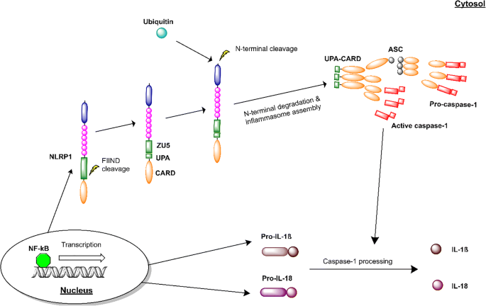 The Role of Neuronal NLRP1 Inflammasome in Alzheimeru0027s Disease 