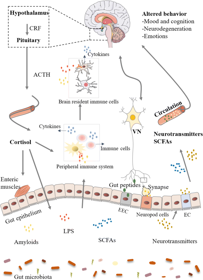 dysbiosis és tarm)