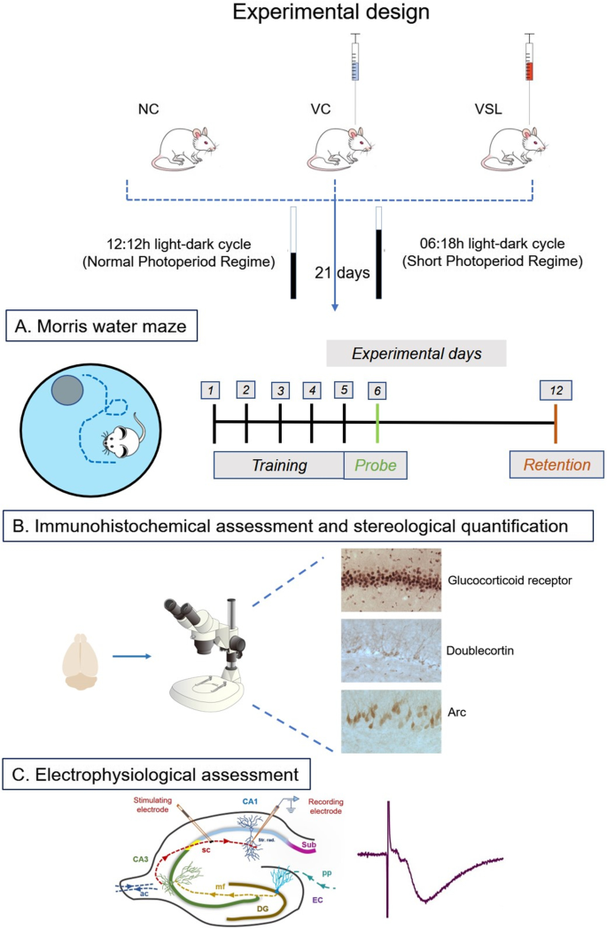 Exposure To Short Photoperiod Regime Restores Spatial Cognition In Ventral Subicular Lesioned Rats Potential Role Of Hippocampal Plasticity Glucocorticoid Receptors And Neurogenesis Springerlink