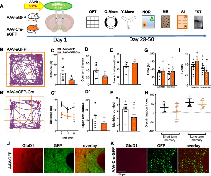 Glutamate Delta 1 Receptor Regulates Inhibitory Neurotransmission In The Nucleus Accumbens Core And Anxiety Like Behaviors Springerlink