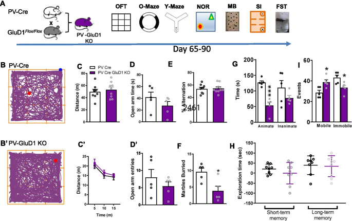 Glutamate Delta 1 Receptor Regulates Inhibitory Neurotransmission In The Nucleus Accumbens Core And Anxiety Like Behaviors Springerlink
