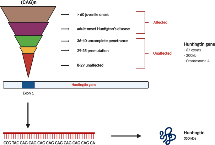 Mitochondrial Abnormalities and Synaptic Damage in Huntington's Disease: a  Focus on Defective Mitophagy and Mitochondria-Targeted Therapeutics |  SpringerLink