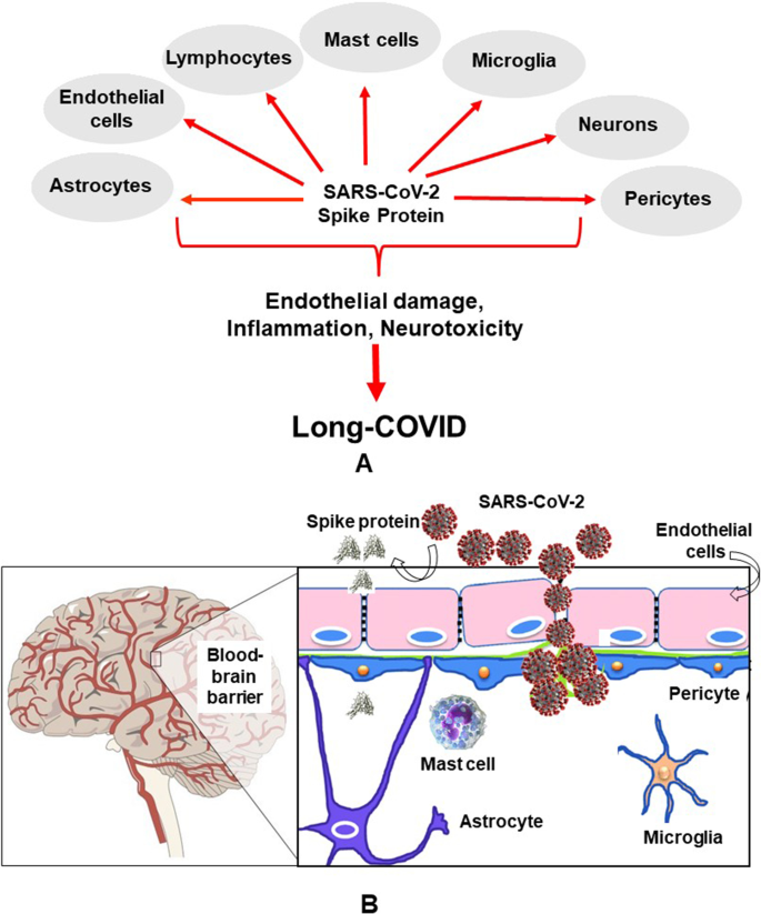 Coronavirus spike proteins may evolve to evade human immune system