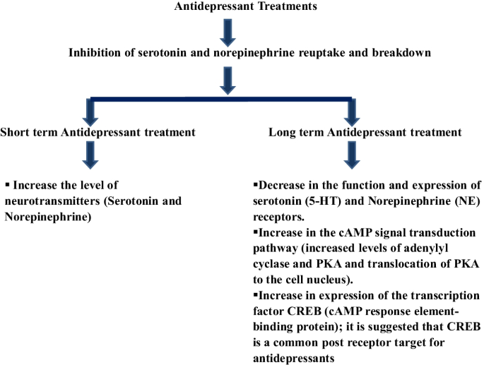 Neuroanatomical, Biochemical, And Functional Modifications In Brain Induced  By Treatment With Antidepressants | Springerlink