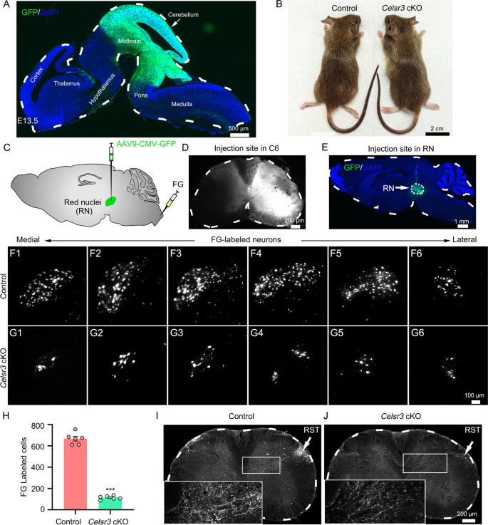 Celsr3 is required in motor neurons to steer their axons in the