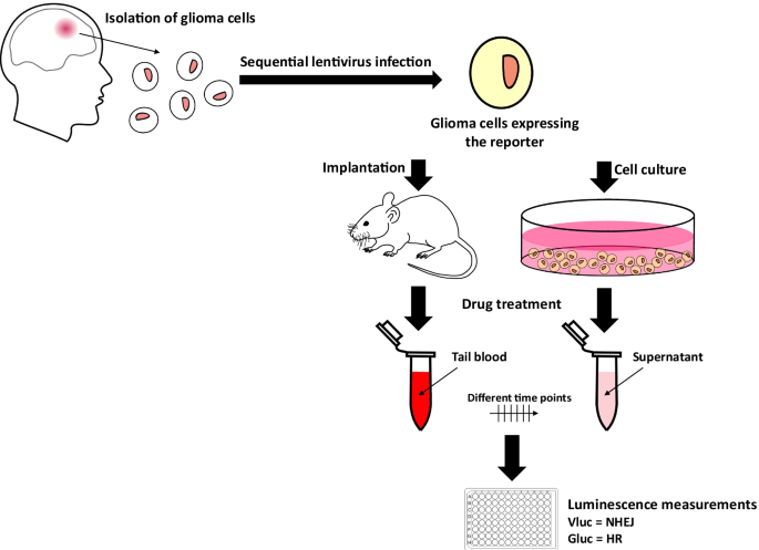 A Cell Type Selective YM155 Prodrug Targets Receptor-Interacting Protein  Kinase 2 to Induce Brain Cancer Cell Death