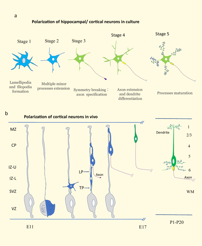 Rac1 Regulates Neuronal Polarization through the WAVE Complex