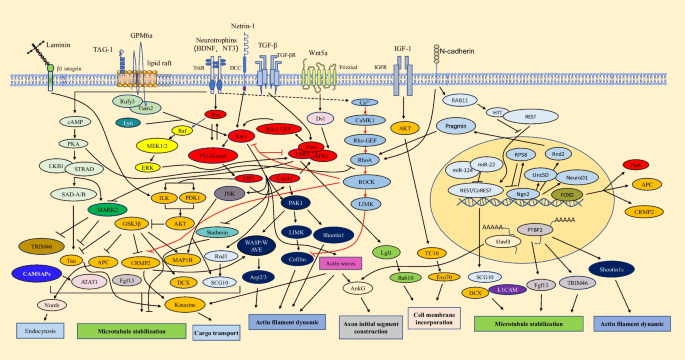 Rac1 Regulates Neuronal Polarization through the WAVE Complex