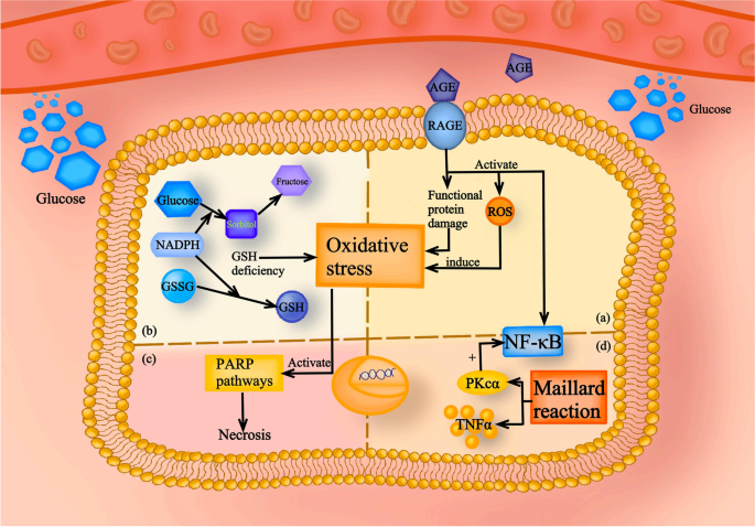 Oxidative Stress in Diabetic Peripheral Neuropathy: Pathway and  Mechanism-Based Treatment | Molecular Neurobiology | Springer Nature Link