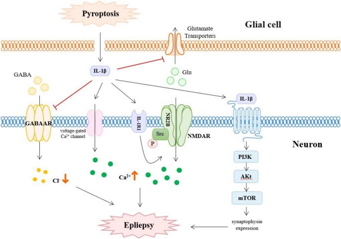 Ferroptosis and Pyroptosis in Epilepsy | Molecular Neurobiology