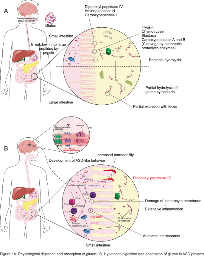 The Role of Dietary Peptides Gluten and Casein in the Development of Autism  Spectrum Disorder: Biochemical Perspectives | Molecular Neurobiology