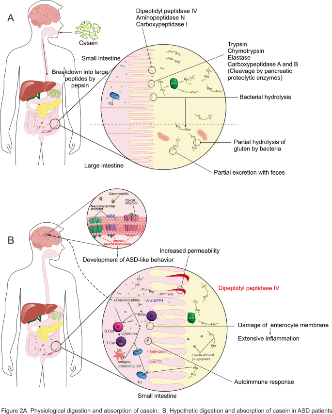The Role of Dietary Peptides Gluten and Casein in the Development of Autism Spectrum Disorder: Biochemical Perspectives | Molecular Neurobiology