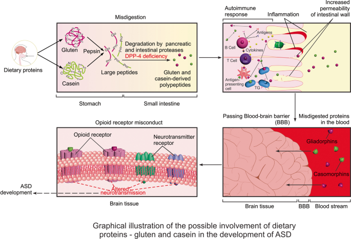 dihexa peptide autism The Role of Dietary Peptides Gluten and Casein in the Development of Autism  Spectrum Disorder: Biochemical Perspectives | Molecular Neurobiology main image 0