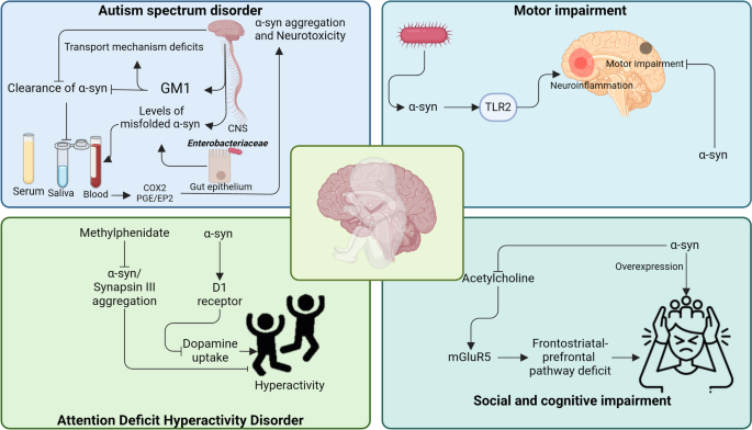 The Role of Alpha-Synuclein in Neurodevelopmental Diseases | Molecular ...