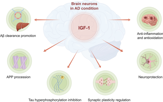 Insulin-Like Growth Factor Signaling in Alzheimer's Disease: Pathophysiology and Therapeutic Strategies | Molecular Neurobiology