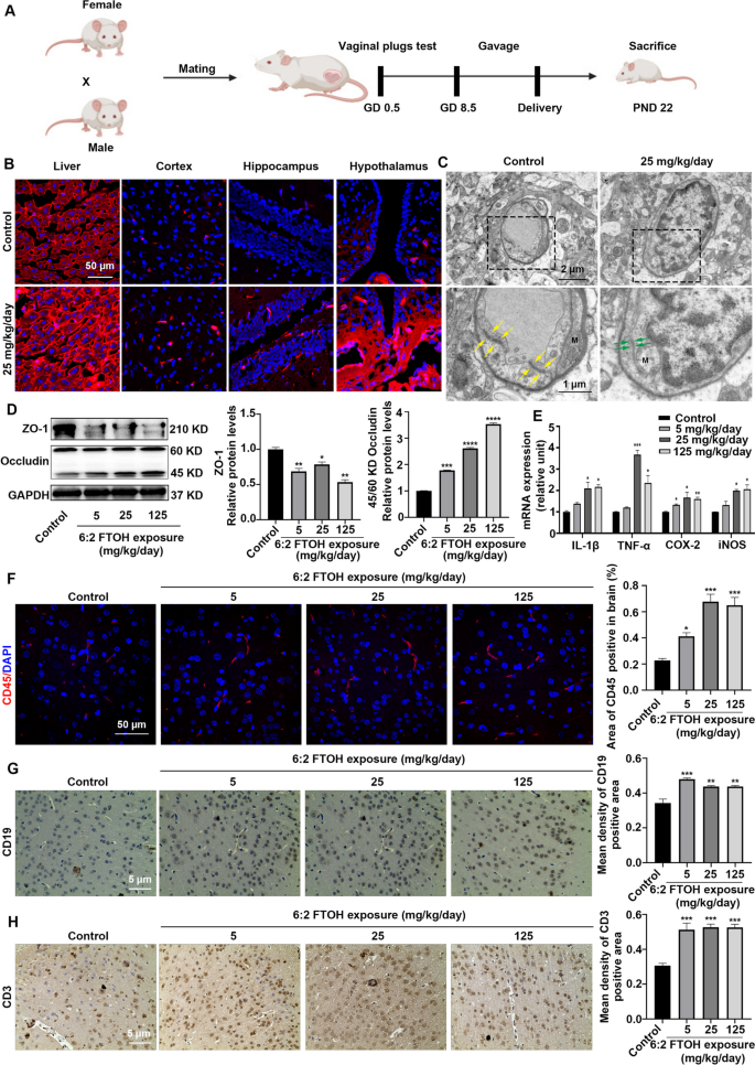 Embryonic 62 Fluorotelomer Alcohol Exposure Disrupts the Blood‒Brain