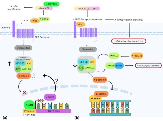 Unraveling the Role of Wnt Signaling Pathway in the Pathogenesis of ...