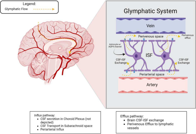 Insights into the Role of the Glymphatic System in the Pathogenesis of ...