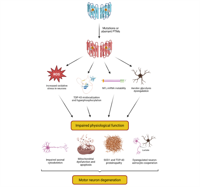 glutathione s transferase elisa kit Sigma-Aldrich Glutathione S-transferase Assay Kit, Sufficient for 100 colorimetric tests 1 kit