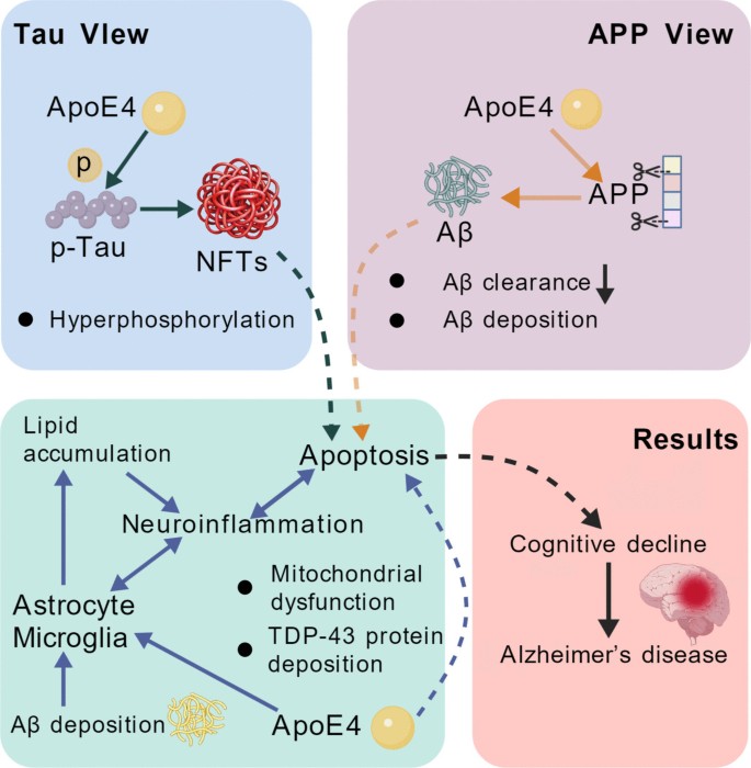 The Synergistic Role of ApoE4 and GSK3β in Alzheimer’s Disease ...