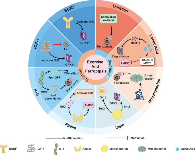 Potential Mechanisms of Exercise-Mediated Ferroptosis Regulation in ...