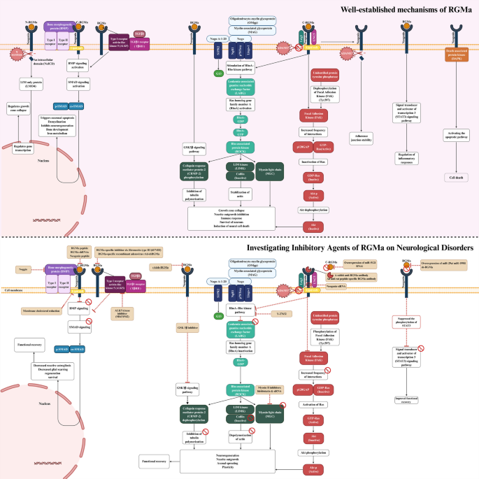 Unlocking The Therapeutic Potential Of RGMa A New Frontier In unlocking-the-therapeutic-potential-of-rgma-a-new-frontier-in