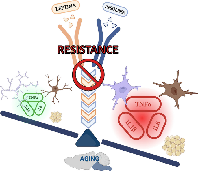 Development of Insulin and Leptin Resistance in the Mouse Brainstem ...