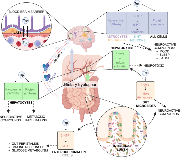 Tryptophan Metabolism in Neurodevelopment and Its Implications For ...