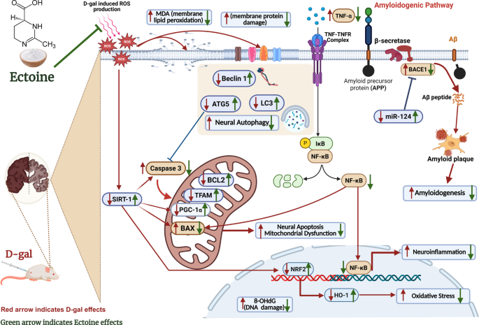 The Potential of Ectoine as a Brain Anti-Aging Agent in Rat Model of d ...