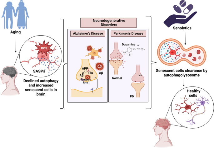 Senolytics as Modulators of Critical Signaling Pathways: a Promising ...