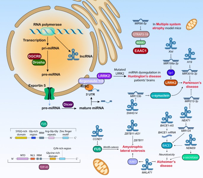 MicroRNAs and Long Non-Coding RNAs Affect the Mechanisms Involved in ...
