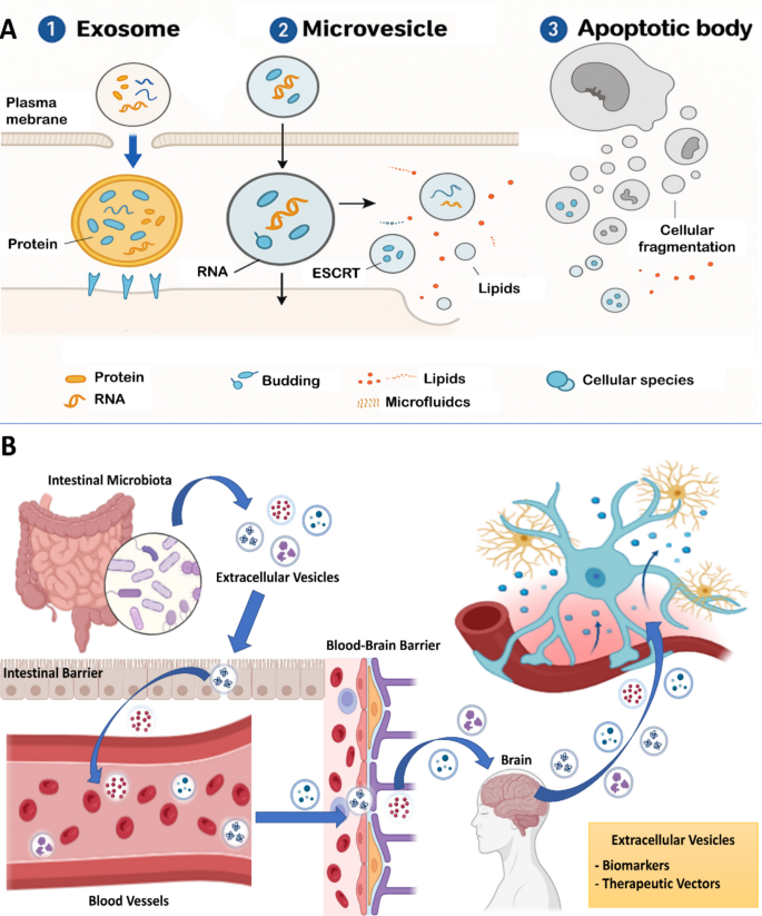 The Role of Extracellular Vesicles as Diagnostic Tools in Gut-Brain ...