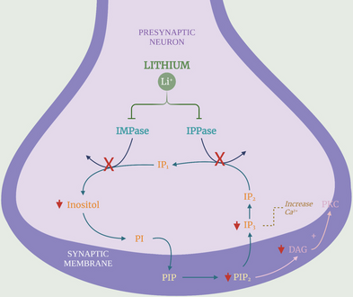 lithium and glutathione Lithium Therapeutic Functions: An Update on Pharmacokinetics,  Pathophysiological Mechanisms of Action, Toxicity, and Side Effects |  Molecular Neurobiology