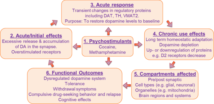 Disruption of Dopamine Homeostasis by Psychostimulants | Molecular Neurobiology