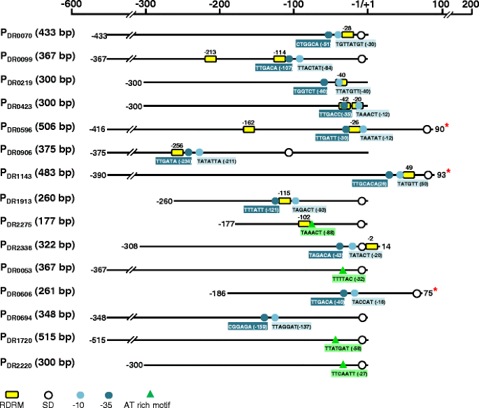 Schematic representation of the response of Deinococcus