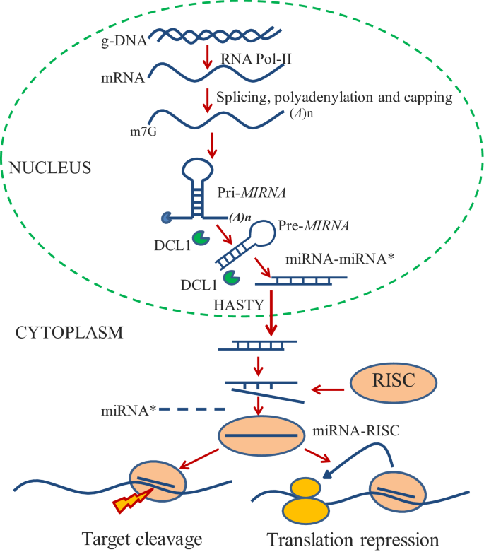 Mirna Mediated Regulation Of Auxin Signaling Pathway During Plant Development And Stress Responses Springerlink