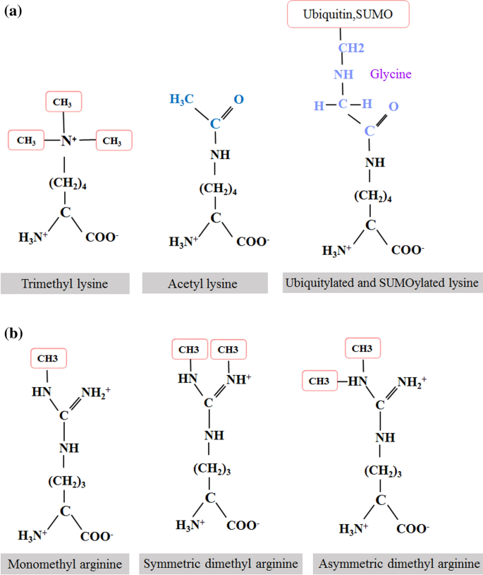 Evaluation Of Post Translational Modifications In Histone Proteins A Review On Histone Modification Defects In Developmental And Neurological Disorders Springerlink