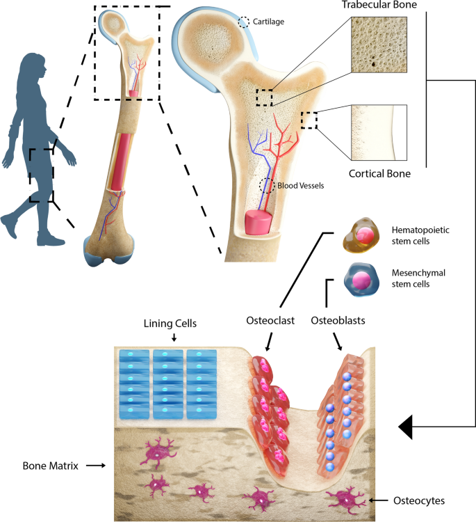Advances in Bone tissue engineering: A fundamental review | SpringerLink