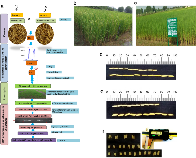 Genetic mapping for grain quality and yield-attributed traits in 