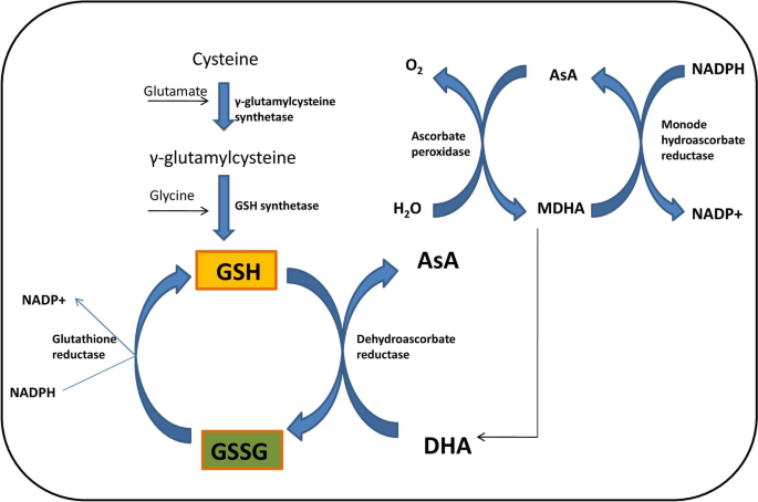 glutathione skin booster Glutathione is made of glycine, cysteine, and glutamic acid we offer glutathione  skin injections to cure minor cosmetic flaws, even skin tones, and brighten  complexions. Glutathione is an antioxidant that helps eliminate