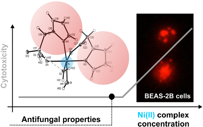 Synthesis Physicochemical And Biological Characterization Of Ni Ii Complex With Imidazole 4 Acetate Anion As New Antifungal Agent Springerlink