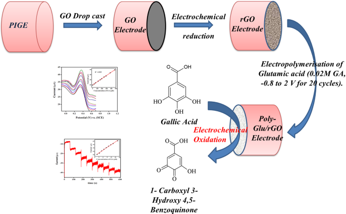 Determination of gallic acid using poly(glutamic acid): graphene modified  electrode | SpringerLink