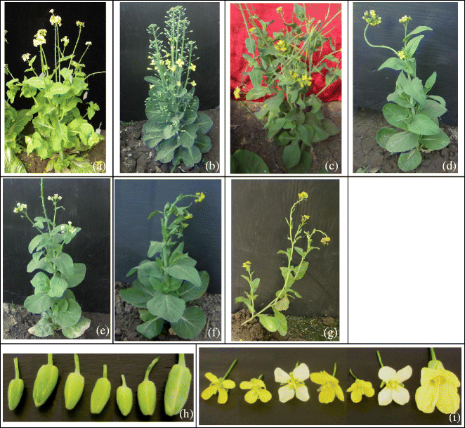 Generation And Characterization Of Brassica Rapa Ssp Pekinensis B Oleracea Var Capitata Monosomic And Disomic Alien Addition Lines Springerlink