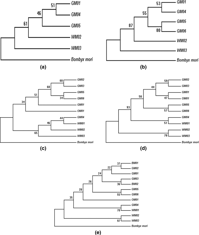 mitochondrial dna sequences