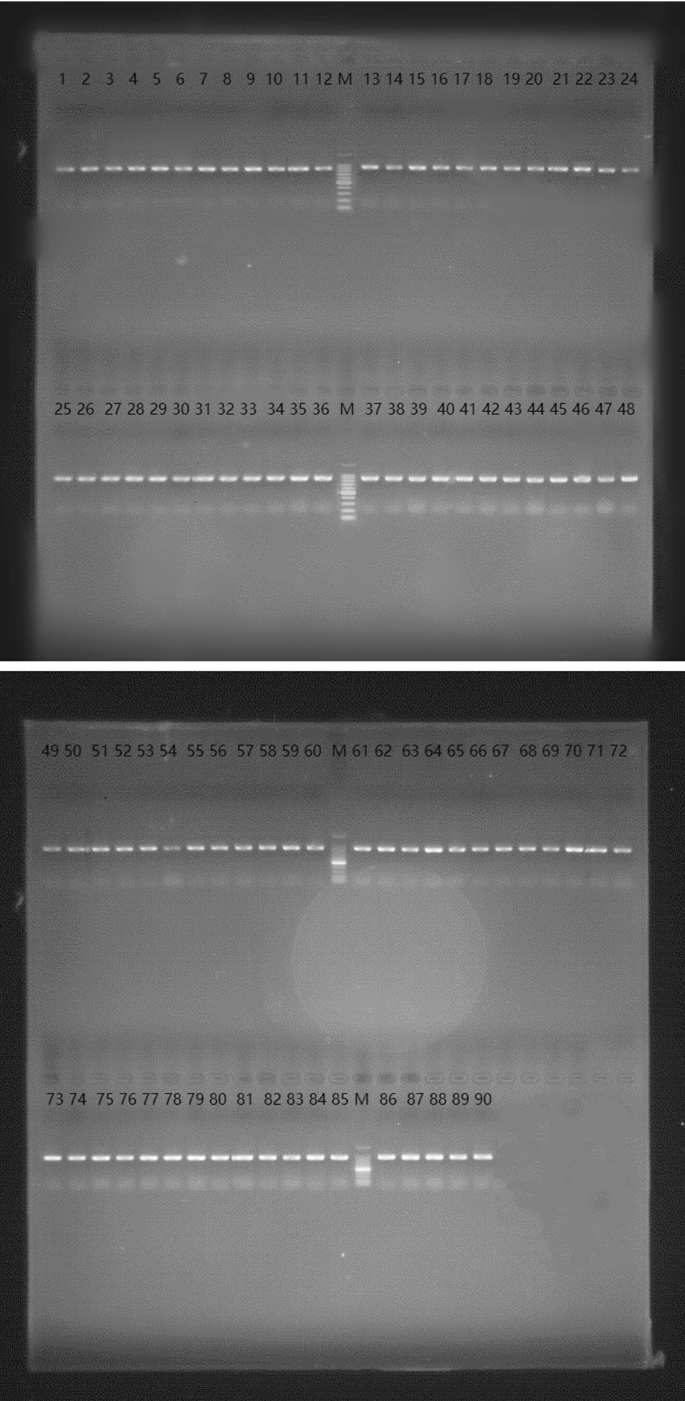Genetic Variation And Population Structure Of Different Geographical Populations Of Meretrix Petechialis Based On Mitochondrial Gene Coi Springerlink