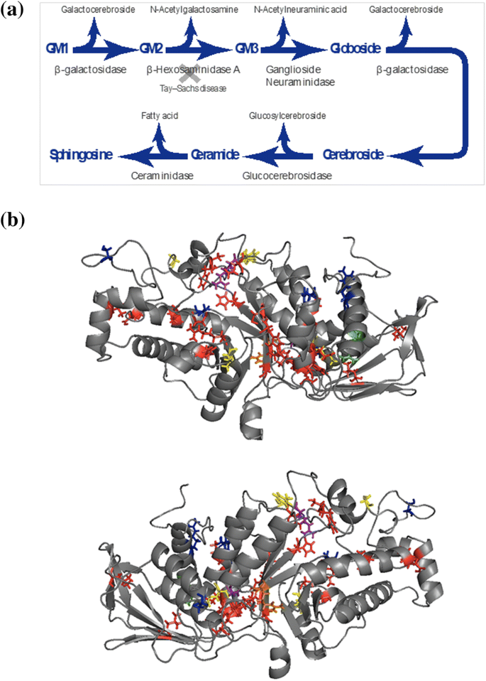 In Silico Analysis Of The Effects Of Disease Associated Mutations Of B Hexosaminidase A In Tay Sachs Disease Springerlink