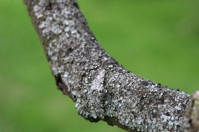 What Are The Two Types Of Peppered Moths